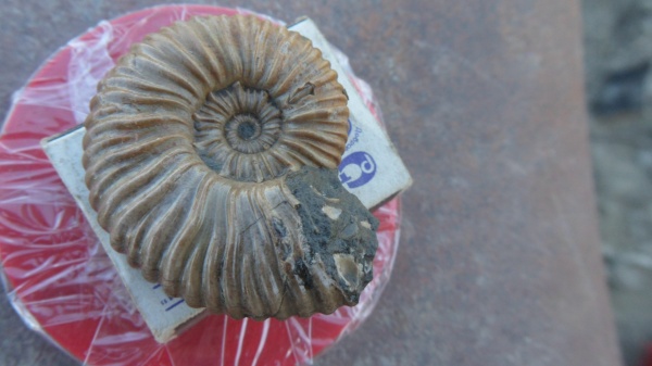 аммониты, Ammonites, Acanthohoplites