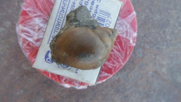 брюхоногие моллюски, Natica laevigata