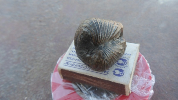 двустворчатые моллюски, Pholadomya, Pholadomya ex gr. lirata