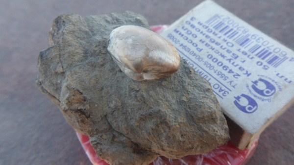 двустворчатые моллюски, Integricardium dupiniana