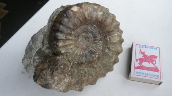 аммониты, Peltoceras