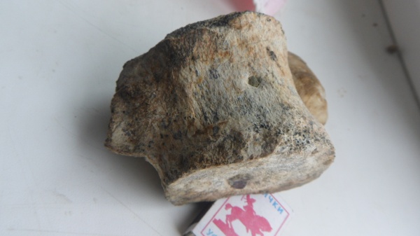 рептилии, плезиозавры