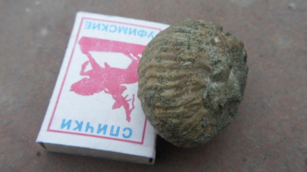 аммониты, Goliathiceras, Ammonites