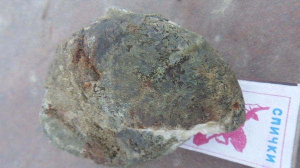 аммониты, Ammonites, Ptychophylloceras, Phylloceratida