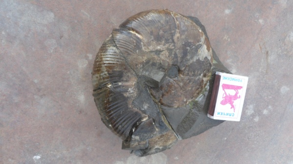 аммониты, Holcophylloceras, Ammonites, Holcophylloceras zignodianum