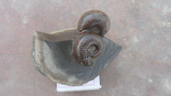 аммониты, Ammonites, Sphaeroceras, Chondroceras, Chondroceras gervillei