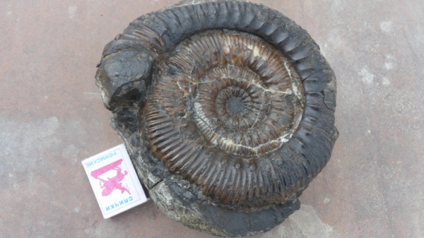 аммониты, Stephanoceras, Ammonites