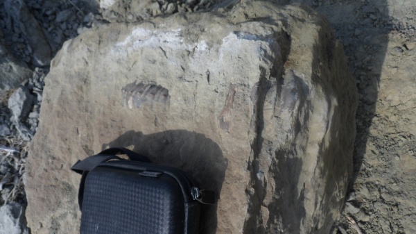 аммониты, Ammonites, Ancyloceratidae