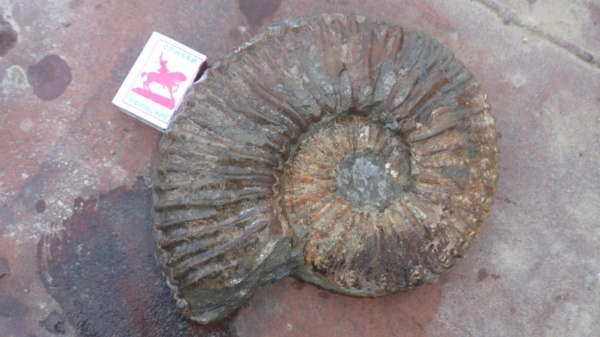 аммониты, Ammonites