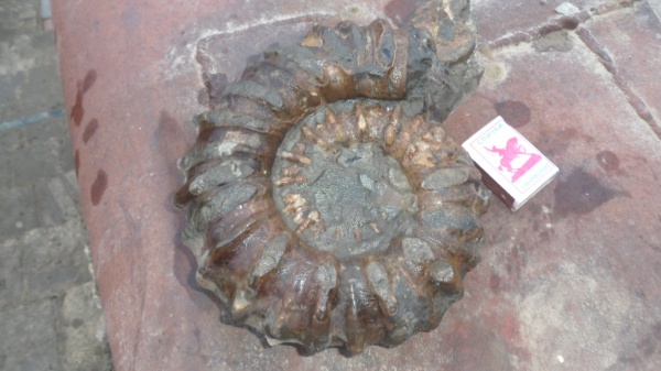 аммониты, Ammonites