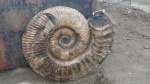 повреждёный  Ammonitoceras