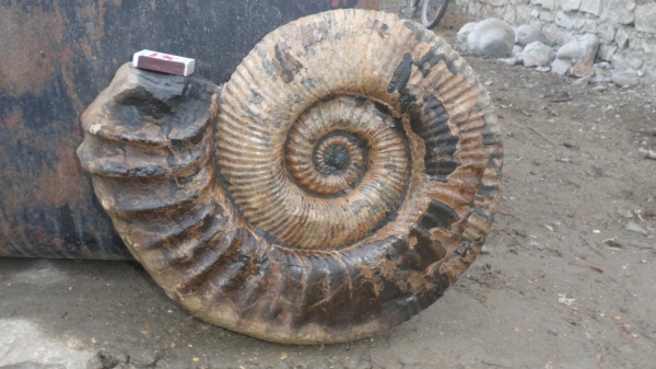 аммониты, Ammonitoceras, Ammonites