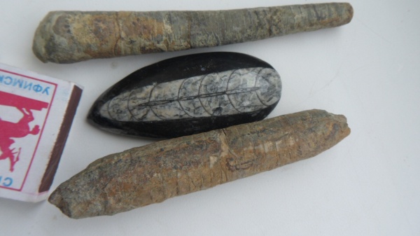 ортоцерасы, девон, Devonian, Orthocerida