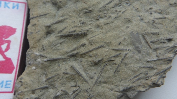 девон, Devonian, тентакулиты, Tentaculites, Tentaculita