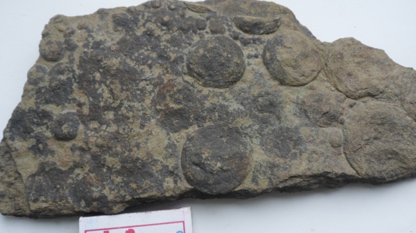 венд, протерозой, эдиакарий, докембрий, Украина, Nemiana, медузоиды, немианы