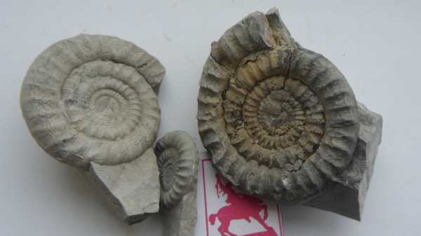 аммониты, юра, Ammonites, Arietites, Jurassic