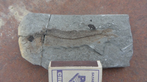 неоген, рыбы, р. Пшеха, fish