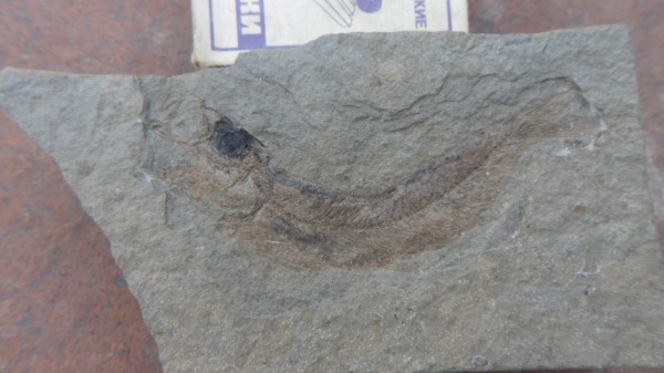 неоген, рыбы, р. Пшеха, fish