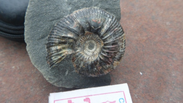 аммониты, Borealites, Ammonites, р. Боярка