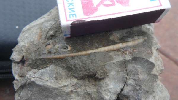 лопатоногие моллюски