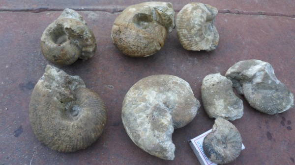 аммониты, Ammonites