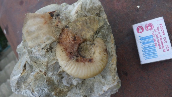 аммониты, Ammonites