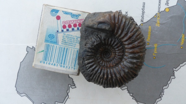 аммониты, ушки, Stephanoceras, устье, Ammonites, Microconchs, lappets