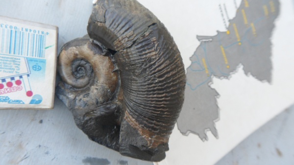 юра, байос, прижизненные повреждения, Lytoceratina, Lytoceratidae, Valentolytoceras, Valentolytoceras crassicostatum, ammonoid sublethal injuries, Bajocian, Jurassic