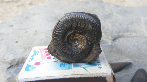 аммониты, Ammonites, Graphoceras