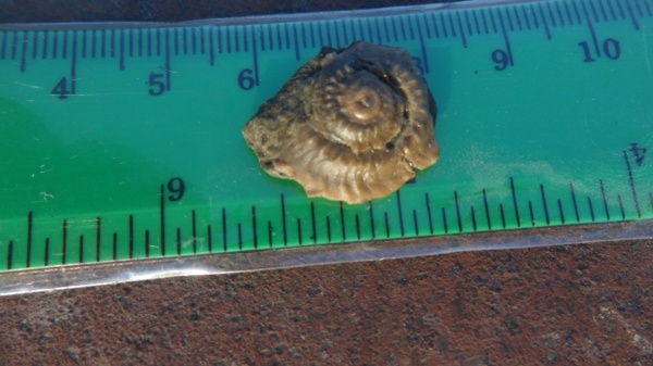 мел, брюхоногие моллюски, Solarium, Solarium dentatum, Cretaceous