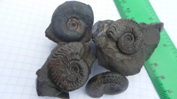 аммониты, Ammonites, Graphoceras