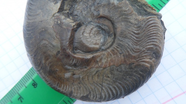 аммониты, двустворчатые моллюски, Ammonites, обрастание аммонитов, Graphoceras, ксеноморфизм, xenomorphism
