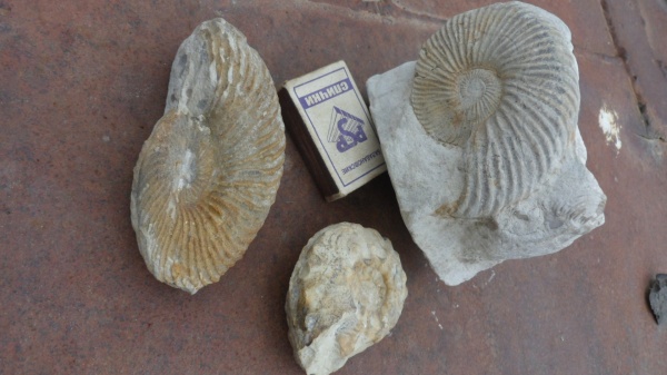 аммониты, Schloenbachia, Ammonites