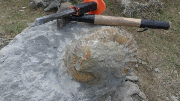 аммониты, Ammonites, Pseudocrioceras, Ancyloceratidae