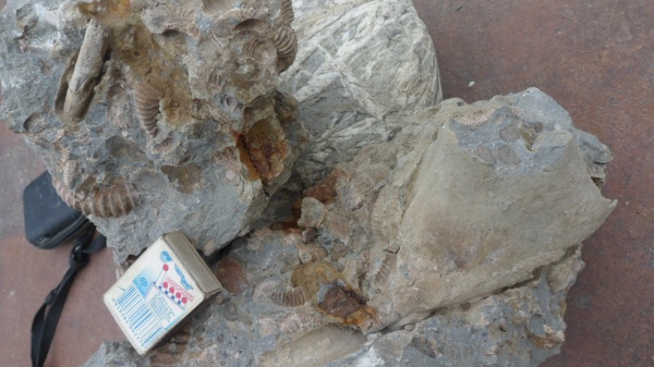 брюхоногие моллюски