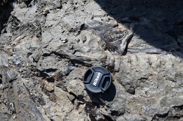 рыбы, нижний мел, Дагестан, Lower Cretaceous, fish