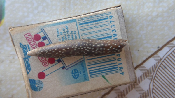 белемниты, belemnites