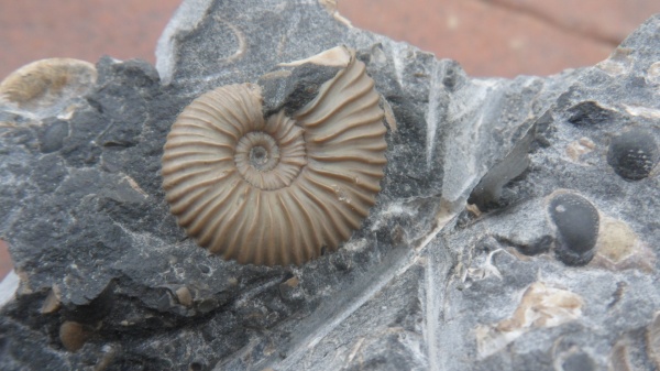аммониты, Ammonites