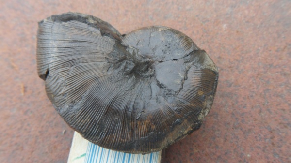 аммониты, прижизненные повреждения, Ammonites, Pseudophylloceras, ammonoid sublethal injuries
