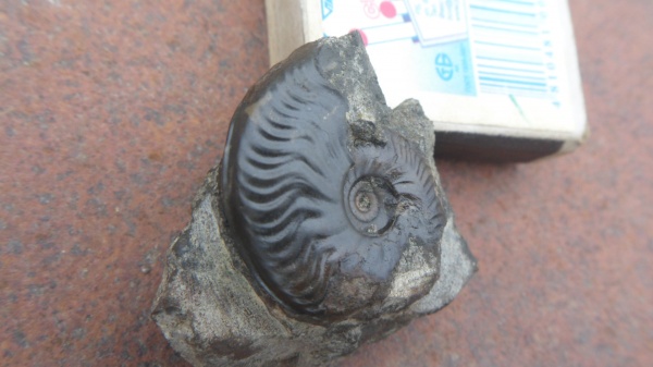 аммониты, Ammonites, Graphoceras