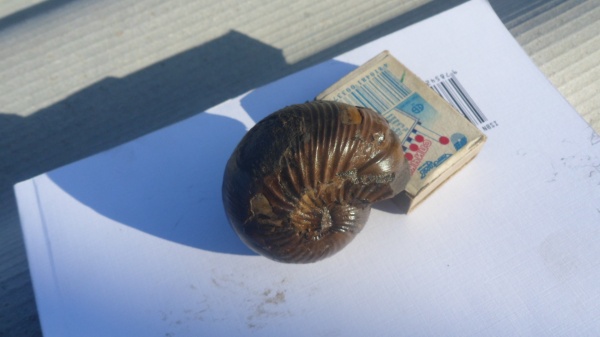 аммониты, Ammonites, Chondroceras