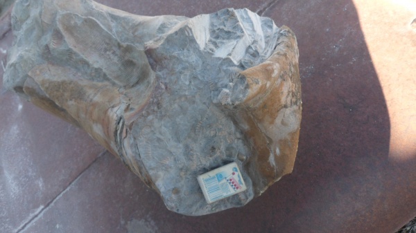 аммониты, Ammonites, Lytoceras, Lytoceratina