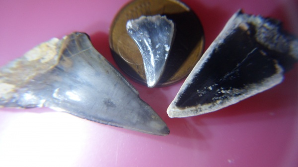 зубы акул, shark teeth