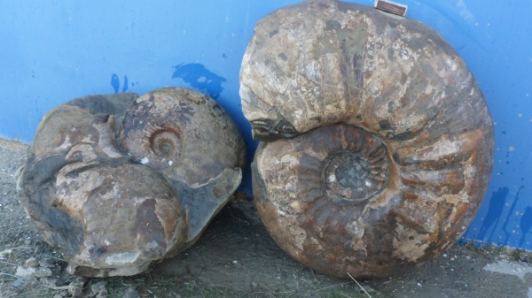 аммониты, Ammonites, Parahoplites