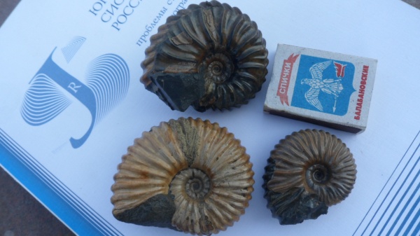 аммониты, прижизненные повреждения, Ammonites, Parahoplites, ammonoid sublethal injuries