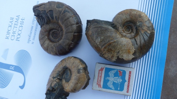 аммониты, Tetragonites, Ammonites, Eogaudryceras, tetragonites duvalianus