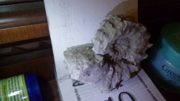 аммониты, сеноман, Ammonites, Acanthoceras, Acanthoceras rhotomagense, Cenomanian