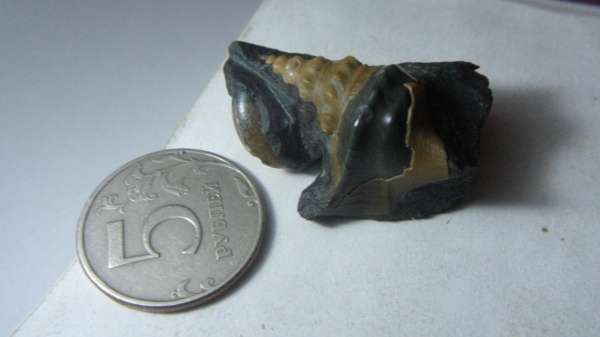 брюхоногие моллюски, Aporrhais, Aporrhaidae