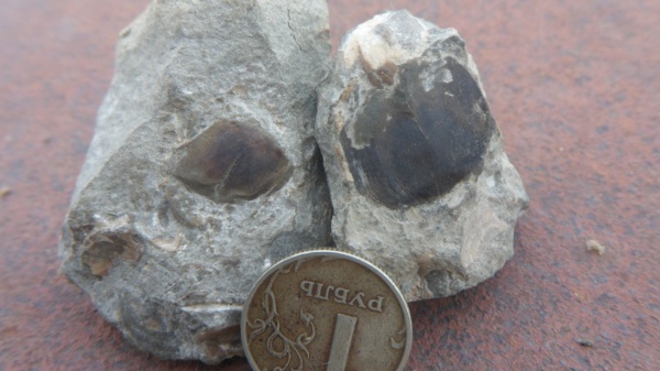 рыбы, чешуя, fish