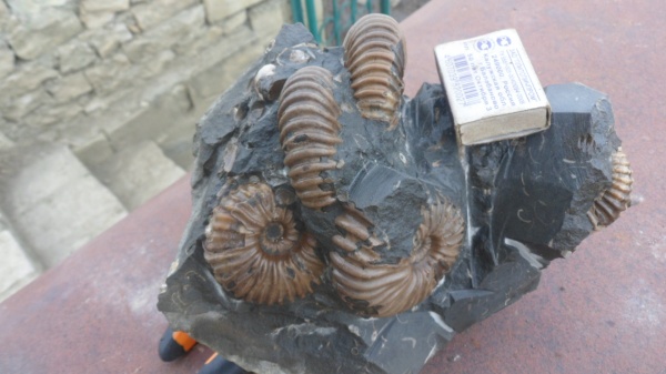 аммониты, Parahoplites